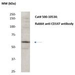 CD147/EMMPRIN Antibody in Western Blot (WB)