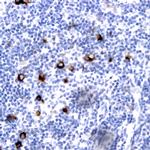 CD14 Antibody in Immunohistochemistry (Paraffin) (IHC (P))