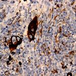CaM Kinase IV Antibody in Immunohistochemistry (PFA fixed) (IHC (PFA))