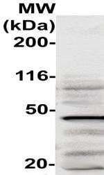 CD72 Antibody in Western Blot (WB)