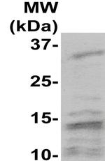 SUMO-1/Sentrin-1 Antibody in Western Blot (WB)
