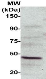 NCK2 Antibody in Western Blot (WB)