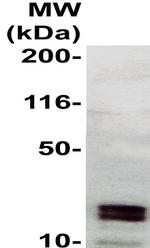Ephrin A4 Antibody in Western Blot (WB)