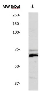 TGF beta Receptor II Antibody in Western Blot (WB)