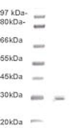 Phospho-BCL-2 (Ser70) Antibody in Western Blot (WB)