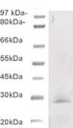 Phospho-BCL-2 (Thr56) Antibody in Western Blot (WB)