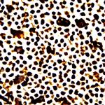 Phospho-GATA1 (Ser142) Antibody in Immunocytochemistry (ICC/IF)