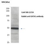 GATA1 Antibody in Western Blot (WB)