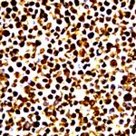 Phospho-JunB (Ser79) Antibody in Immunocytochemistry (ICC/IF)