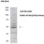 Phospho-Myc (Thr58) Antibody in Western Blot (WB)