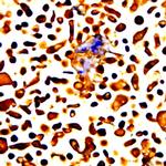 Phospho-Raf-1 (Ser259) Antibody in Immunocytochemistry (ICC/IF)