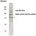 Phospho-Raf-1 (Ser259) Antibody in Western Blot (WB)