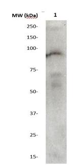 Phospho-STAT4 (Tyr693) Antibody in Western Blot (WB)