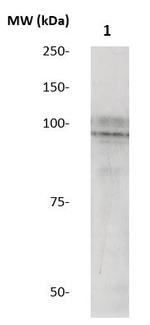 Phospho-STAT5A (Ser780) Antibody in Western Blot (WB)