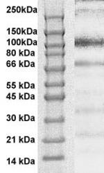 Phospho-STAT6 (Thr645) Antibody in Western Blot (WB)