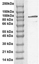 Phospho-STAT6 (Tyr641) Antibody in Western Blot (WB)