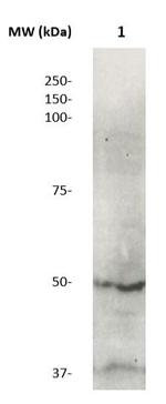 MMP-3 (MMP-10) Antibody in Western Blot (WB)