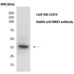MKK3 Antibody in Western Blot (WB)