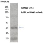 MKK6 Antibody in Western Blot (WB)