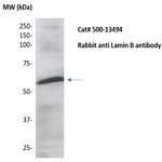 Lamin B Antibody in Western Blot (WB)