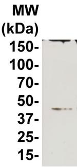 CCR10 Antibody in Western Blot (WB)