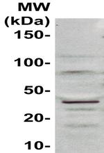 CD25 Antibody in Western Blot (WB)