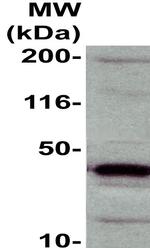 Ephrin B1 Antibody in Western Blot (WB)