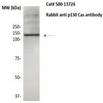 p130cas Antibody in Western Blot (WB)