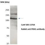 PKN Antibody in Western Blot (WB)