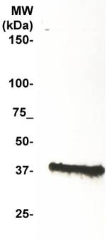 Cyclin D1 Antibody in Western Blot (WB)