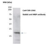 Myelin Basic Protein Antibody in Western Blot (WB)