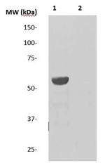 p53 Antibody in Western Blot (WB)