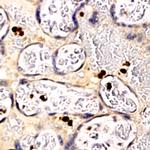 PLAP Antibody in Immunohistochemistry (Paraffin) (IHC (P))