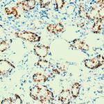 Progesterone Receptor (PR) Antibody in Immunohistochemistry (PFA fixed) (IHC (PFA))
