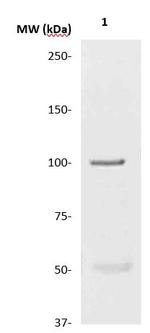 Progesterone Receptor (PR) Antibody in Western Blot (WB)