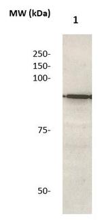 Catenin beta Antibody in Western Blot (WB)