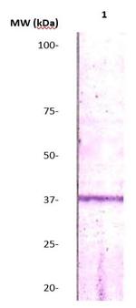 Caspase 7 Antibody in Western Blot (WB)