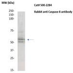 Caspase 8 Antibody in Western Blot (WB)