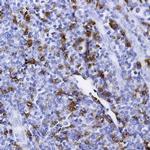 CD79a Antibody in Immunohistochemistry (Paraffin) (IHC (P))