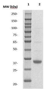 CD20 Antibody in Western Blot (WB)