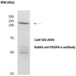 PDGFR-alpha Antibody in Western Blot (WB)