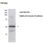 Connexin 43 Antibody in Western Blot (WB)
