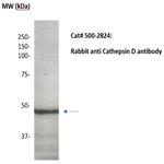 Cathepsin D Antibody in Western Blot (WB)