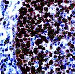 PCNA Antibody in Immunohistochemistry (Paraffin) (IHC (P))