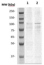 GABA Receptor 1 Antibody in Western Blot (WB)