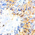 GluR 2/3 Antibody in Immunohistochemistry (Paraffin) (IHC (P))