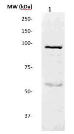 GluR 2/3 Antibody in Western Blot (WB)