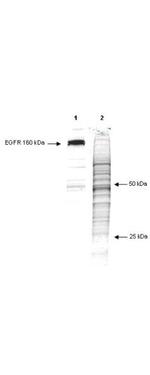 Phosphotyrosine Antibody in Western Blot (WB)