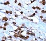 GluR1 Antibody in Immunohistochemistry (Paraffin) (IHC (P))