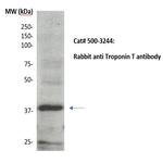 Troponin T Antibody in Western Blot (WB)